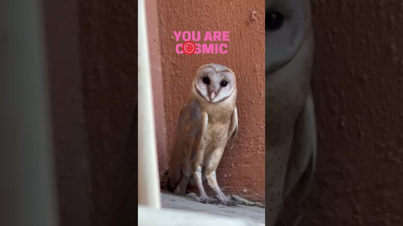 Seeing an Owl? Universe Is Sending You This Message! ✨ #OwlMeaning #SpiritualSigns #universe